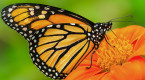 Wintering monarch numbers rise by 35% in Mexico after steep declines