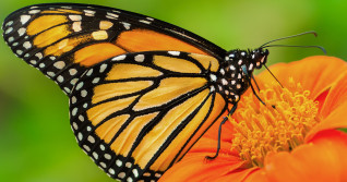 Wintering monarch numbers rise by 35% in Mexico after steep declines