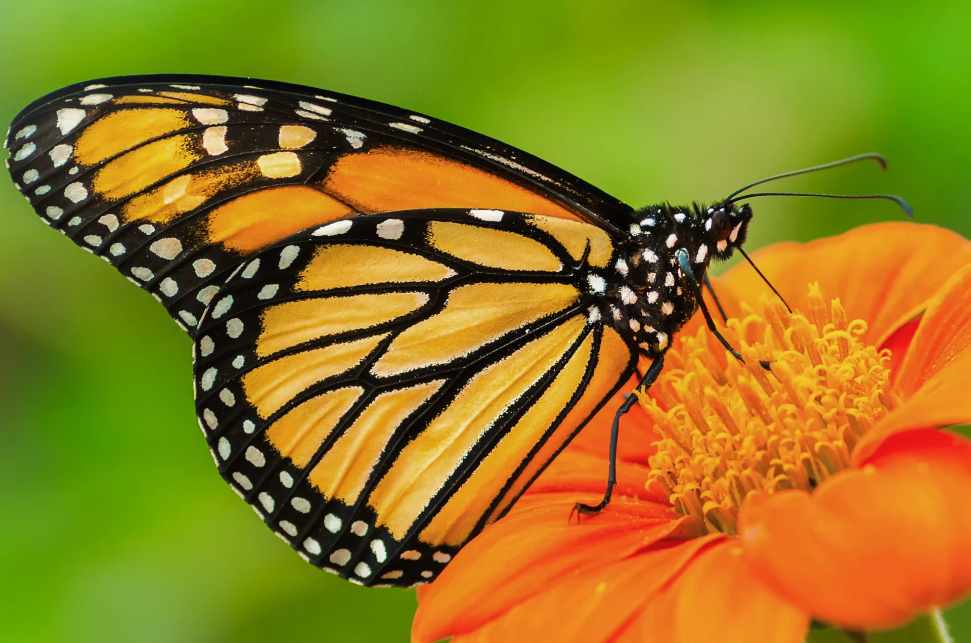 Monarch butterflies face migration challenges as temperatures plummet