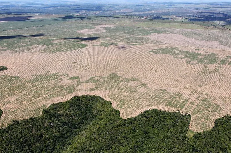 brazil rainforest clear cutting wikimedia commons