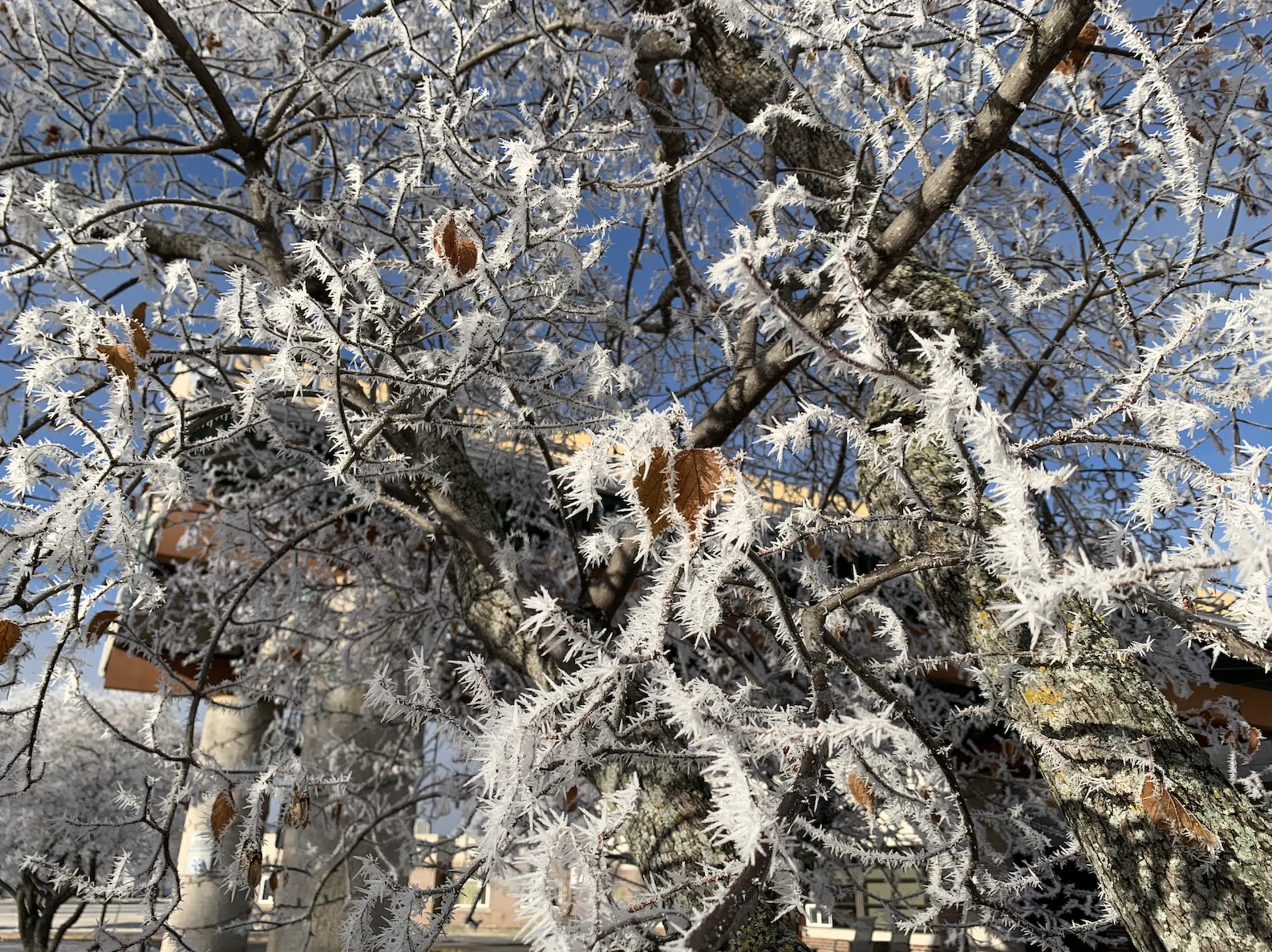 Anika Beaudry: Hoar frost rime ice captured on Dec. 29, 2023 in Fort Frances Ontario
