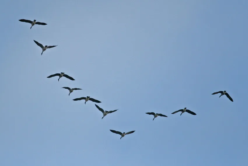 This is why geese fly in the shape of a ‘V’