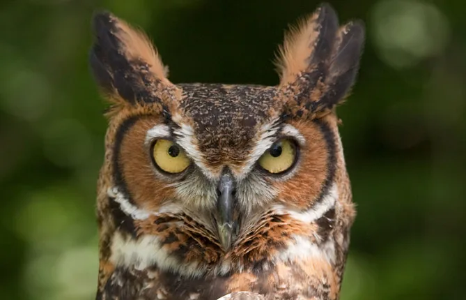Wikipedia - provincial bird - owl