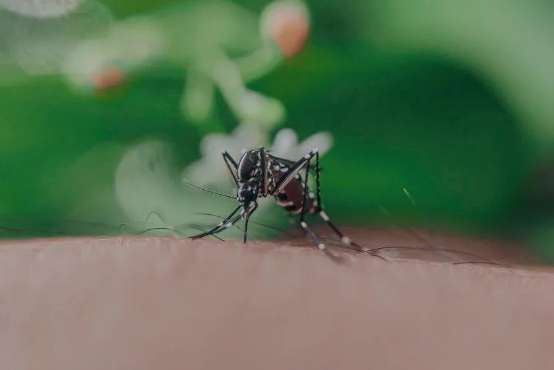 Mosquito Bite Anuj Pexels