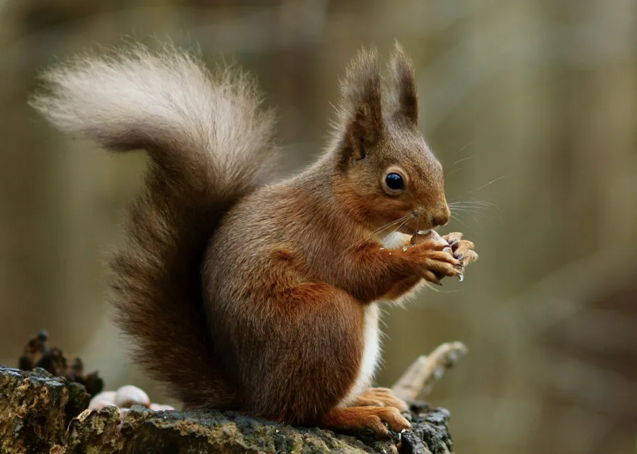 Allow me to introduce myself: Squirrels use rattle calls to identify themselves
