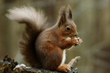 Allow me to introduce myself: Squirrels use rattle calls to identify themselves