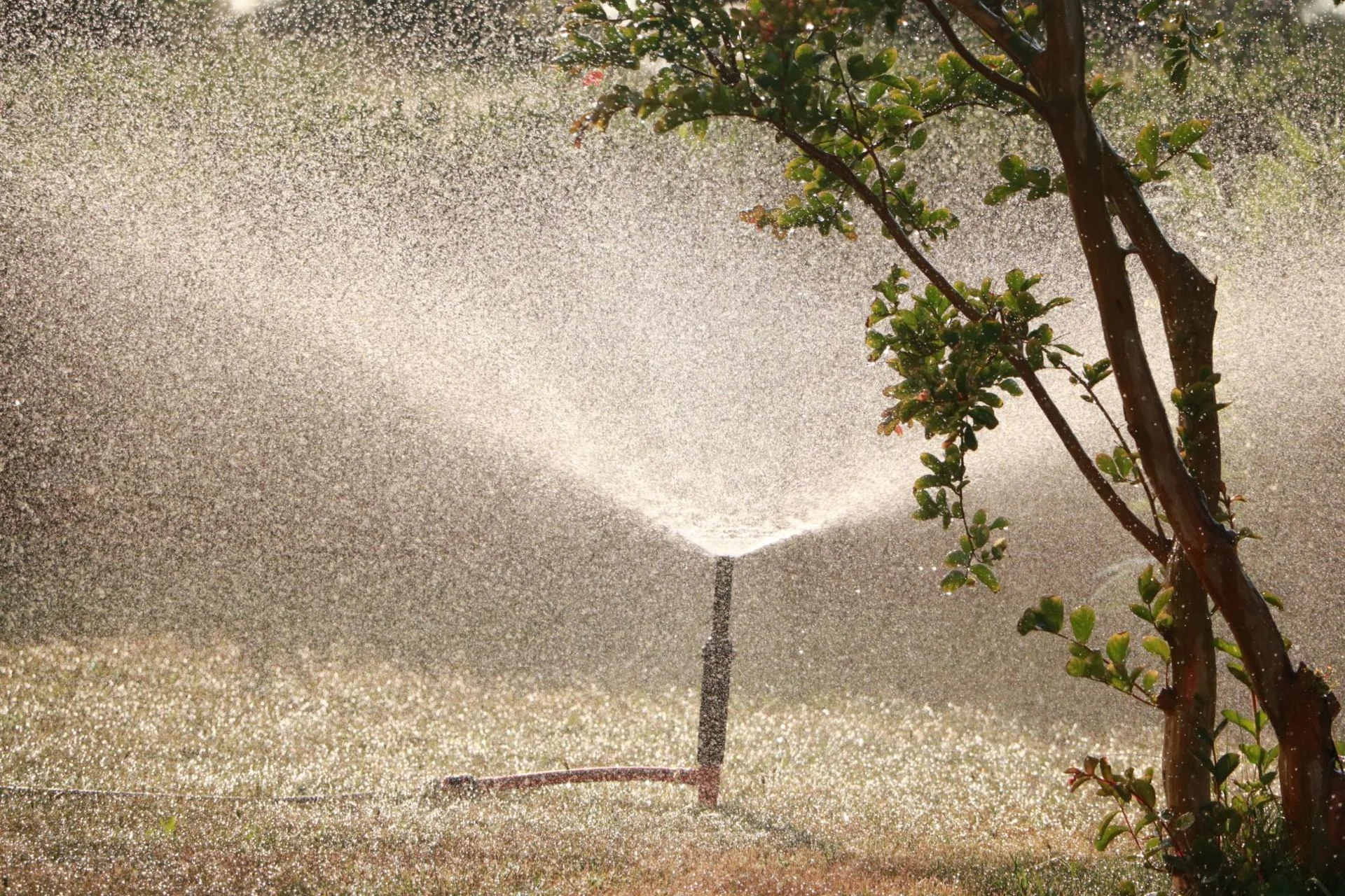 Est-ce (vraiment) nécessaire d'arroser sa pelouse en été ?