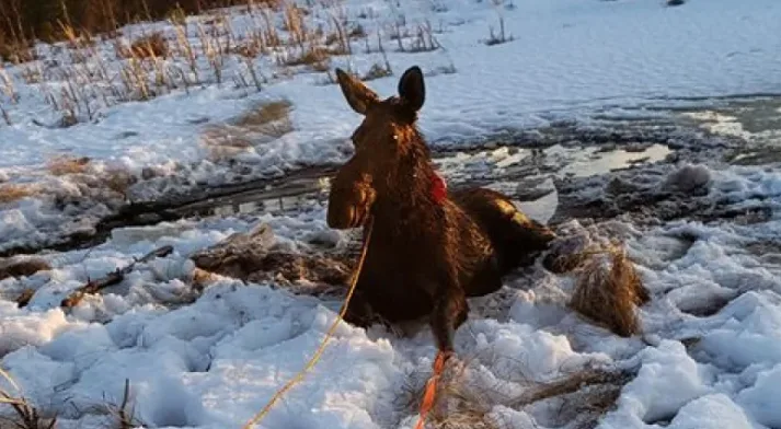 Man has second thoughts about hunting after rescuing moose