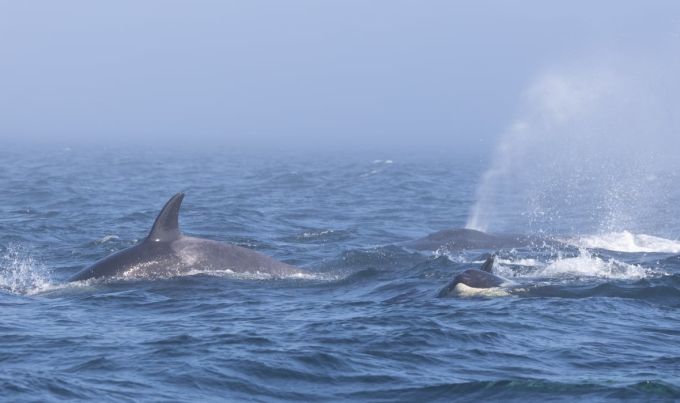 bigg-s-orcas-interact-with-humpback-whale/Mollie Naccarato/PWWA via CBC