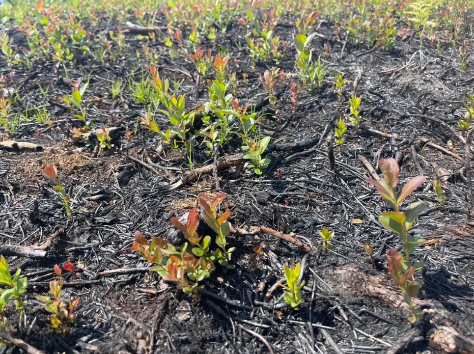 CBC: New blueberry plants are shooting back up just over two months after wildfire raged across Sutherland's field in southwestern Nova Scotia. (Kayla Hounsell/CBC News)