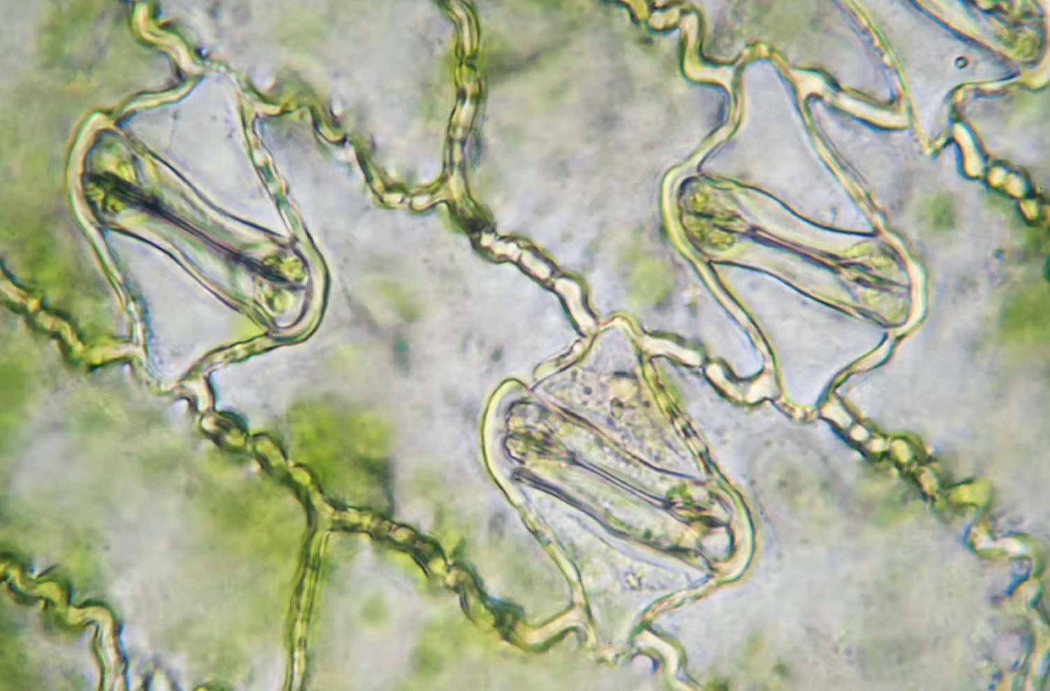 Umberto Salvagnin/Flickr, CC BYCC BY 4.0: A highly magnified view of stomata in a maize leaf. Umberto Salvagnin/Flickr, CC BY