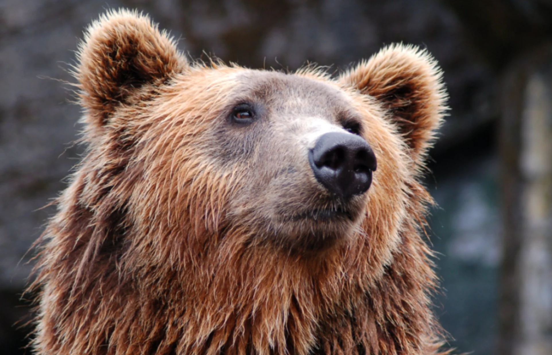 Fall is an important time to be aware of bears. What you need to know