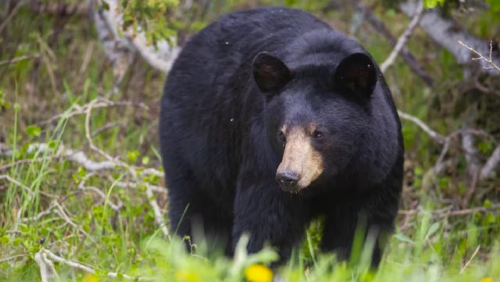 Keep your distance from bears to prevent them from getting too used to humans