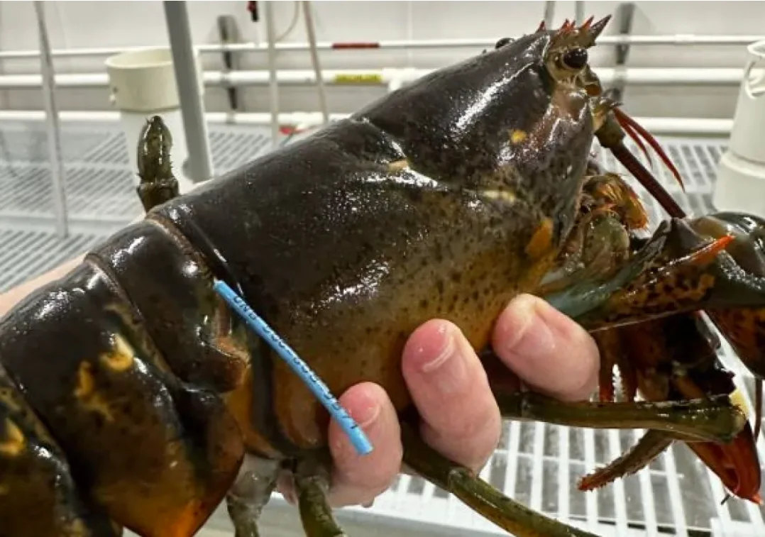 CBC: T-bar tags allow researchers to tag lobster for longer as it doesn't come off during moulting. (Submitted by Rémy Rochette)