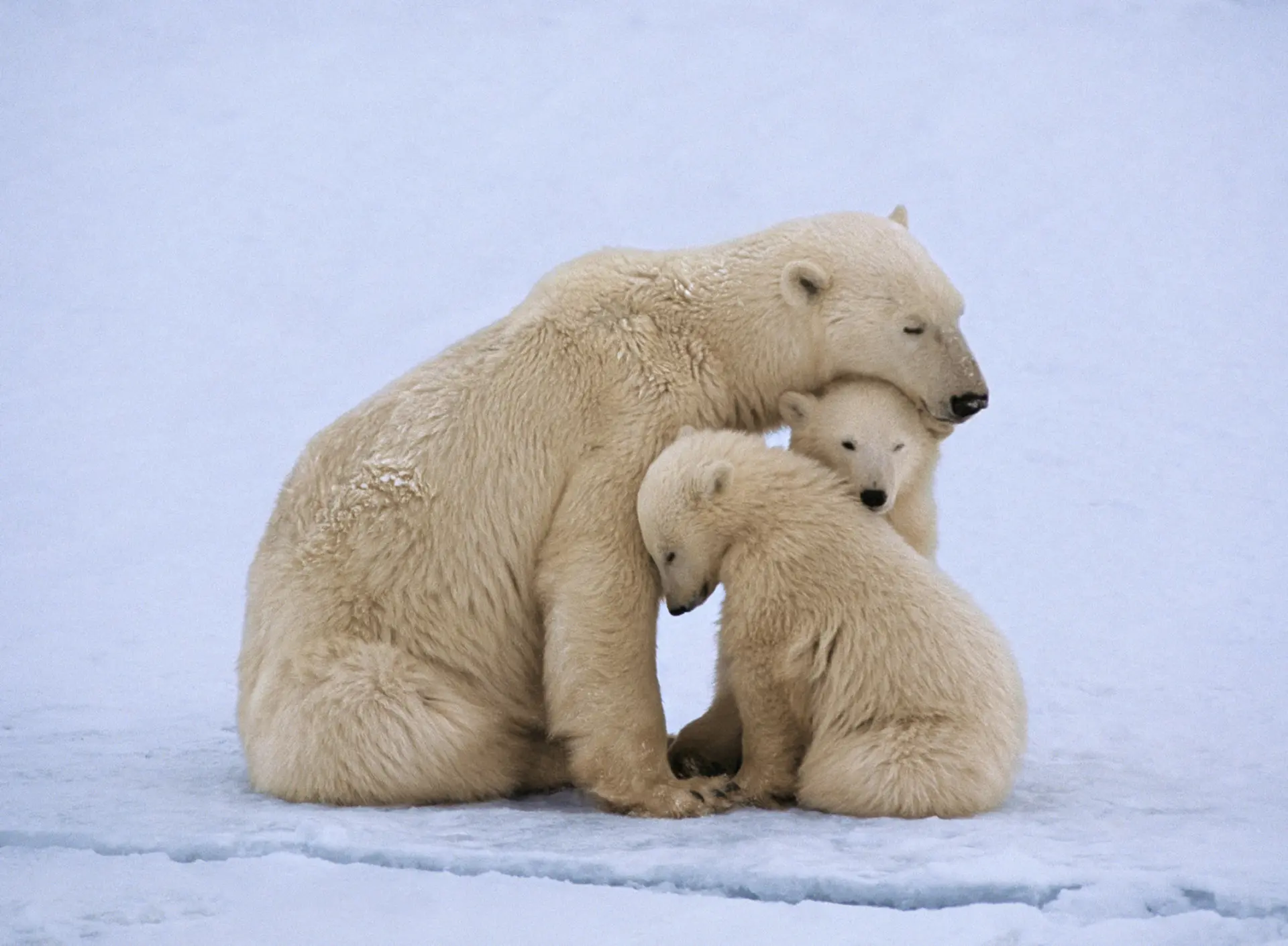 International Polar Bear Day draws attention to the changing climate