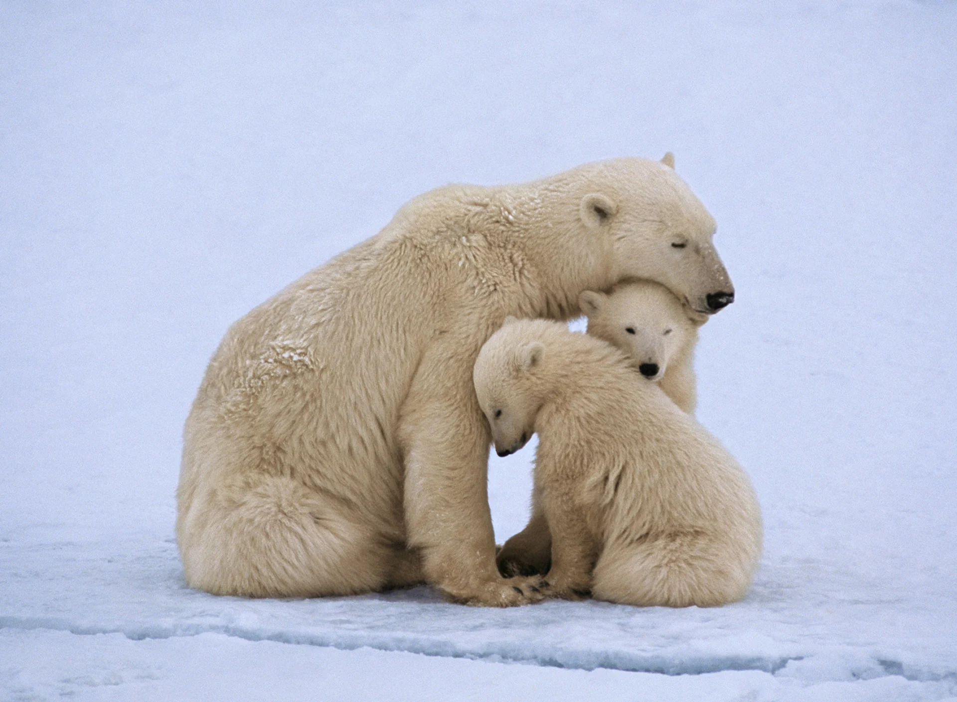 polar bears credit: Johnny Johnson. The Image Bank. Getty Images. 