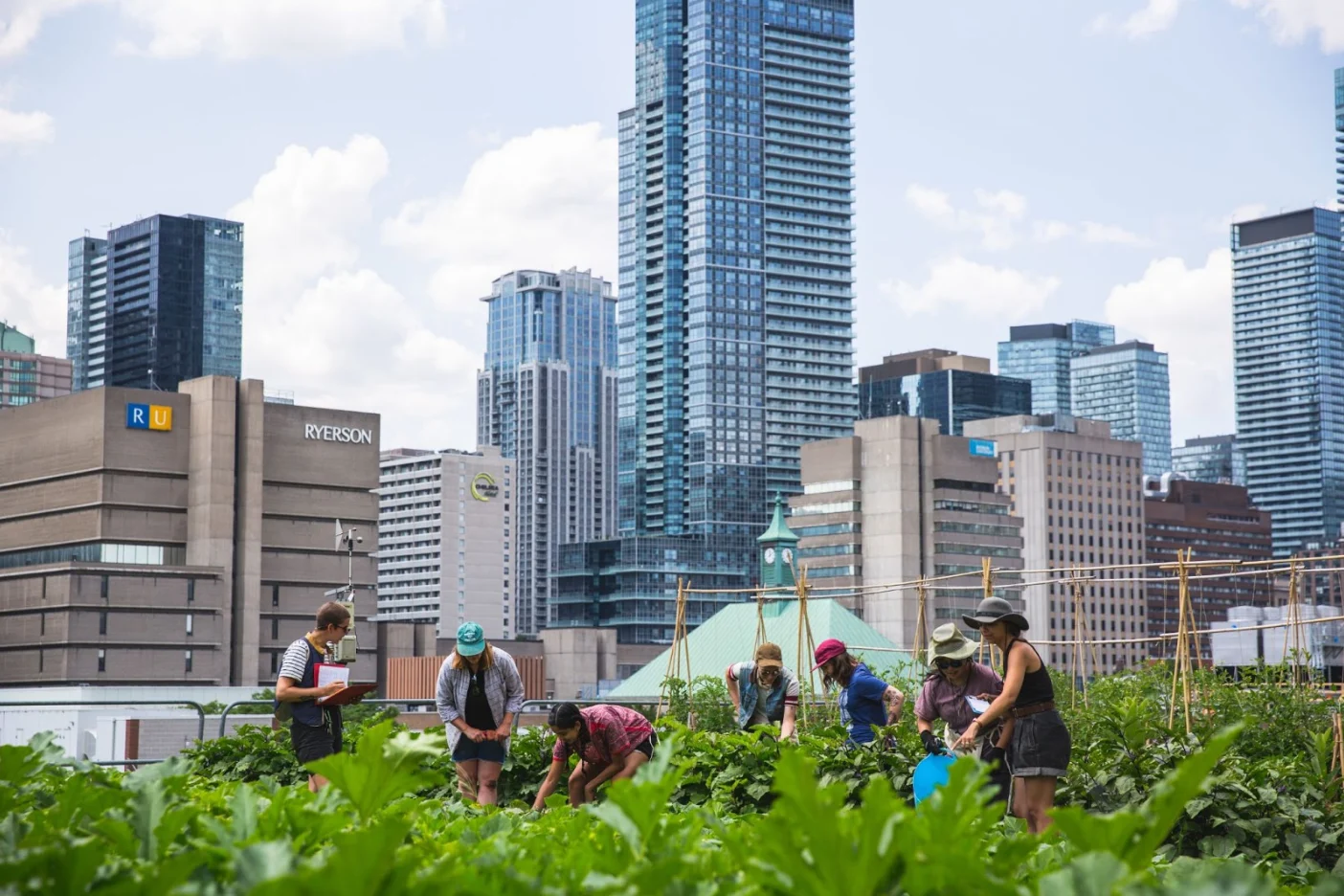 Photo: Ryerson Urban Farm/Submitted