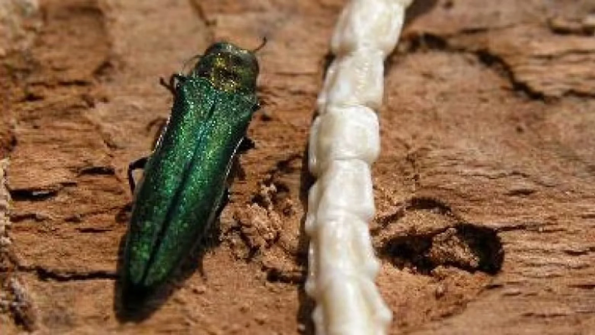 Emerald ash borer has killed millions of trees. Calgary bracing for its arrival