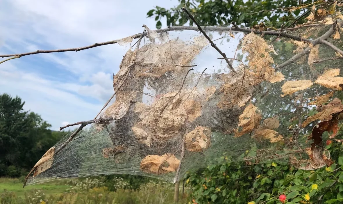 fall-webworm (1)/Mia Urquhart/CBC