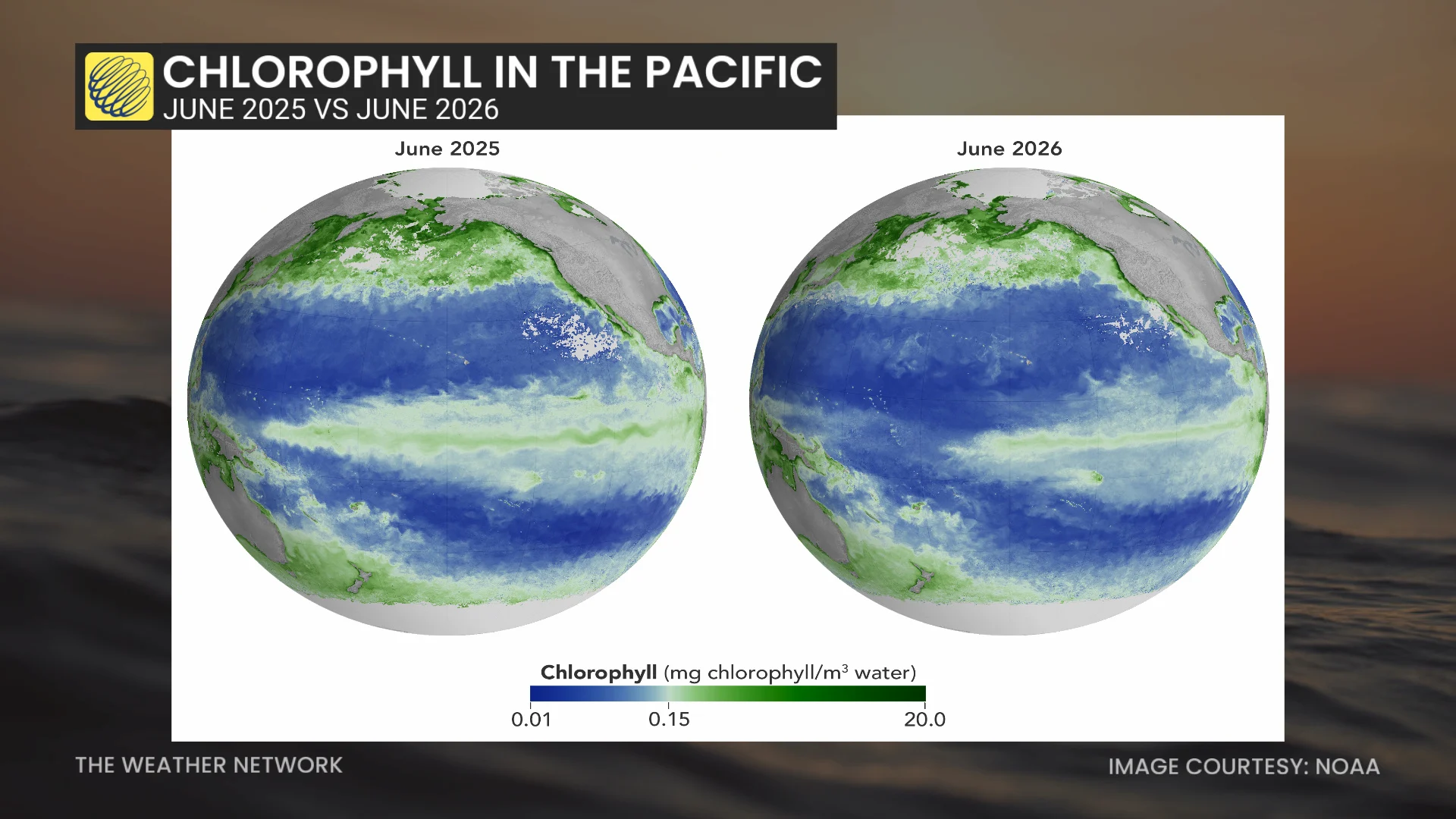 Pacific Chlorophyll 2025 2026