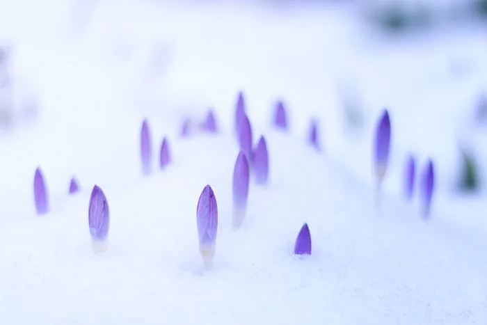 La douceur qui rappelle que le printemps approche