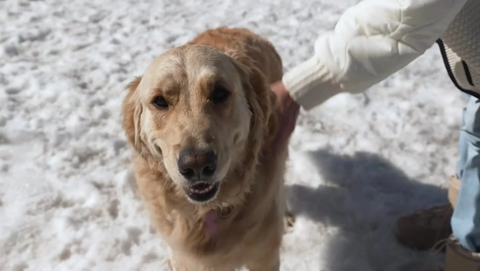 tiques et chiens 3