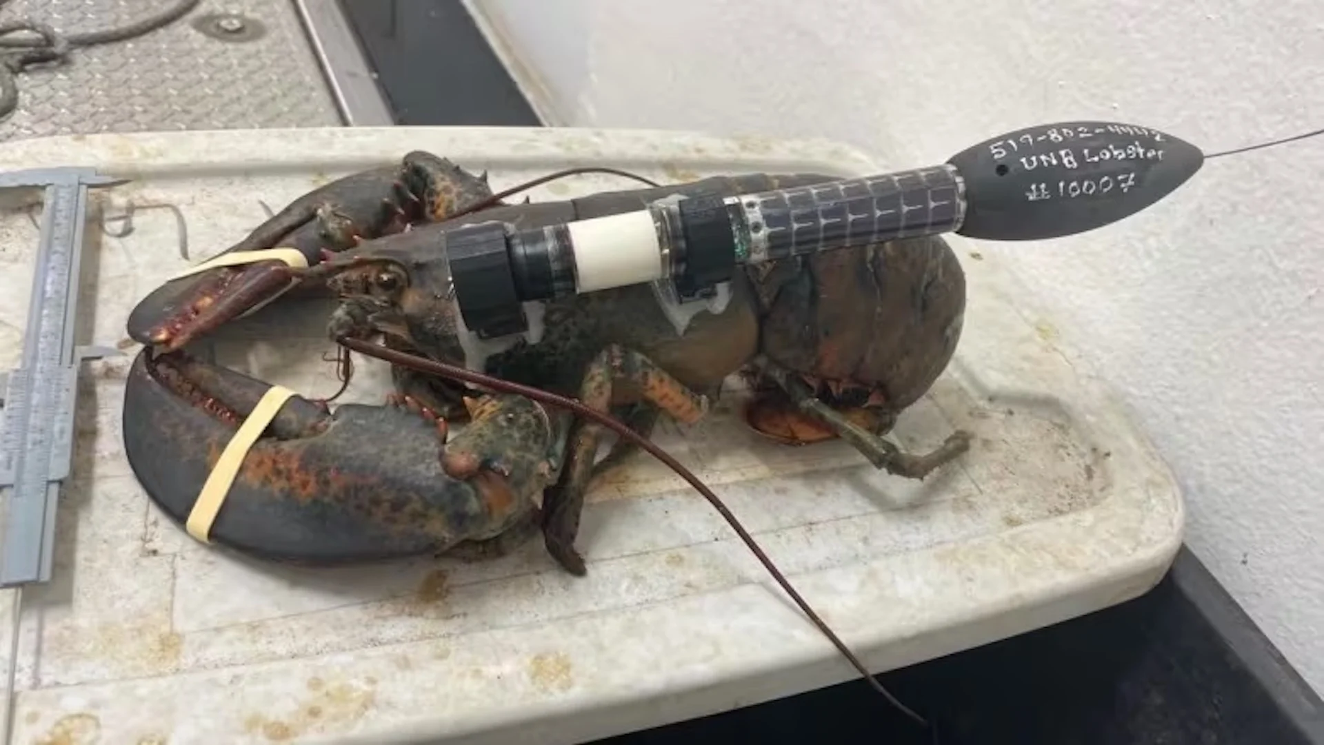 Is that a rocket on that lobster? No, it's just a satellite tracker