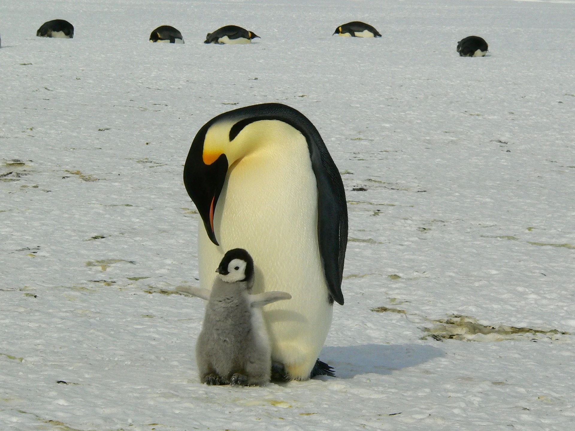 Malheureusement, l’Antarctique a rattrapé l’Arctique