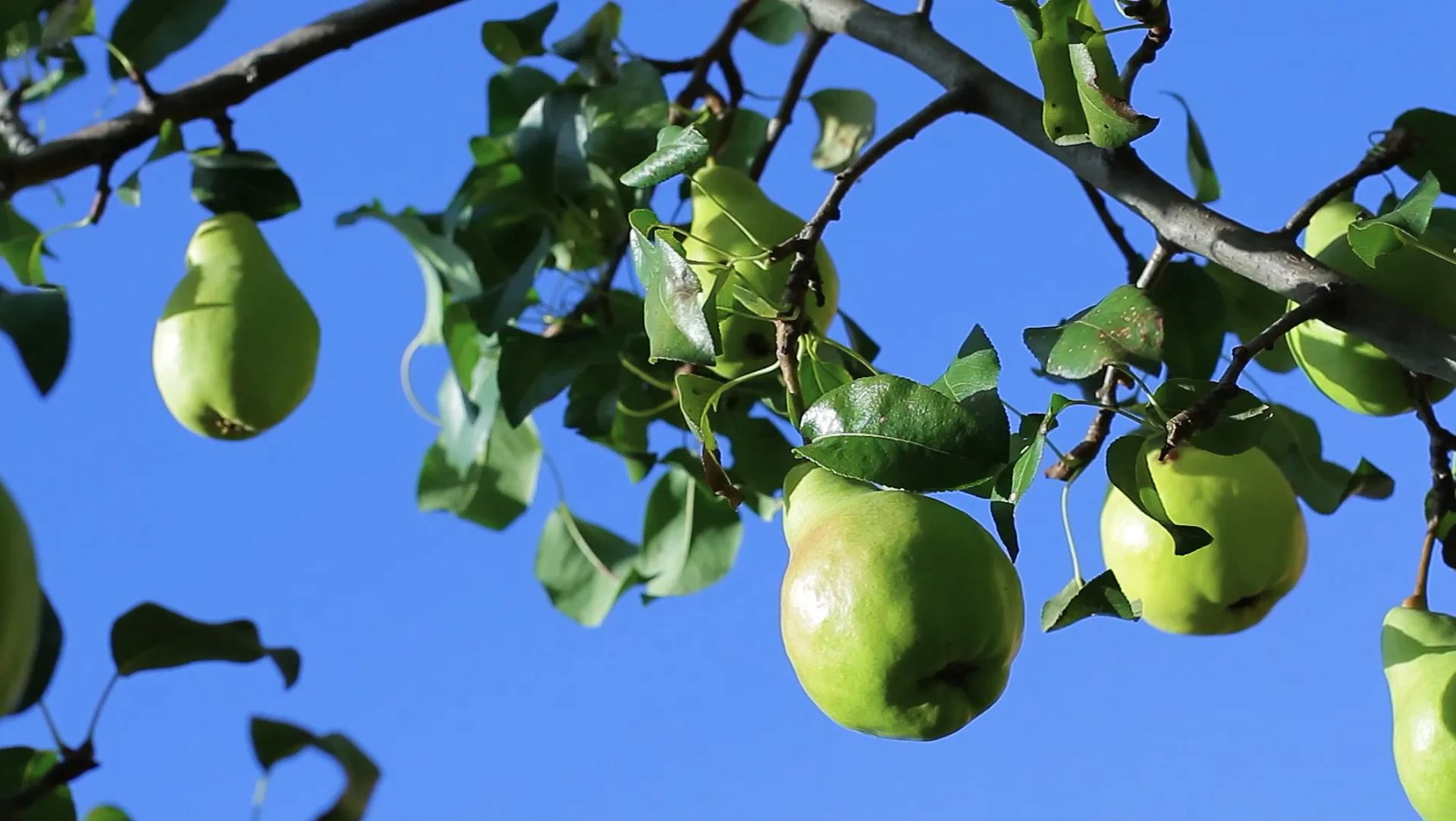 À la loterie du climat, certains arbres vont tirer le billet gagnant