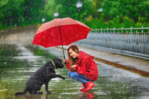 getty rain spring dog umbrella