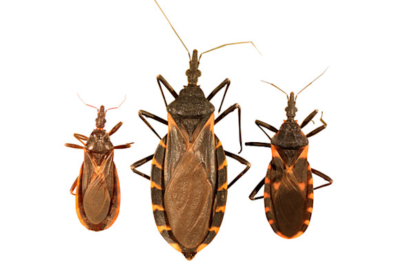 A blood-sucking, face-biting bug is spreading through the US - The ...
