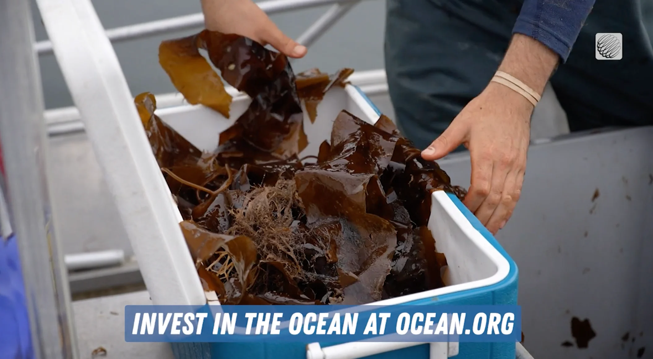 Ocean Wise - sponsored