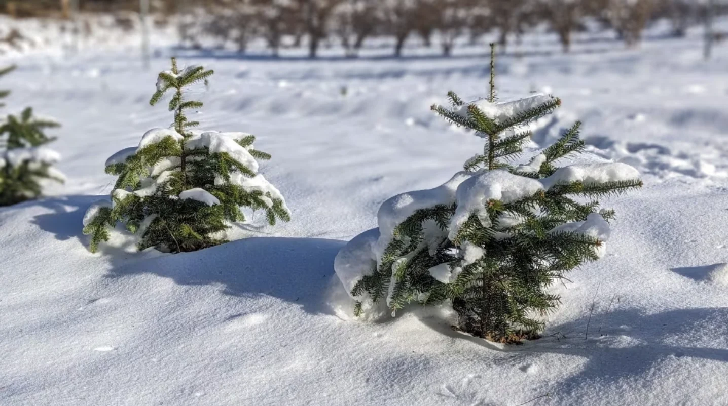CBC: Northcott says Phytocultures is also working on developing a balsam fir that will be better suited for the warmer, drier conditions expected because of climate change. (Shane Hennessey/CBC )