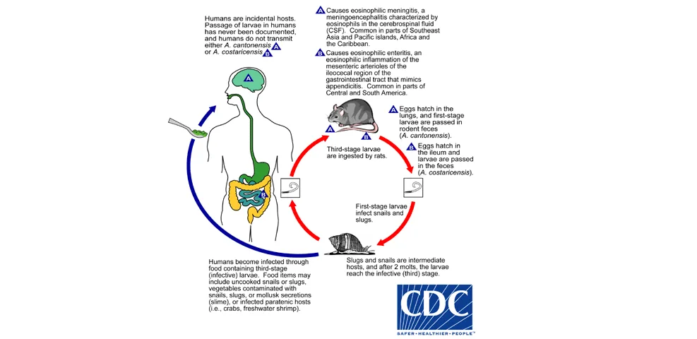 life cycle of rat lungworm