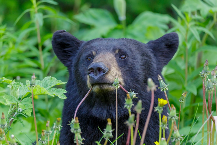 Bears on the prowl in B.C.: Here's how to stay safe