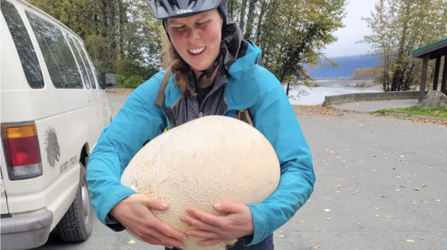 CBC: Liz Landes found this giant puffball mushroom while she was riding her bike outside of Haines, Alaska. (Submitted by Liz Landes)
