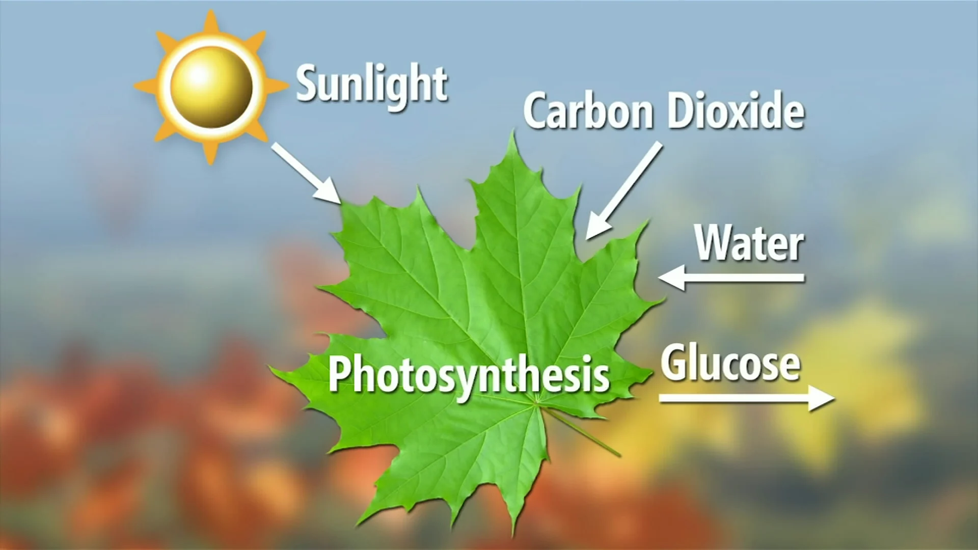 Photosynthesis