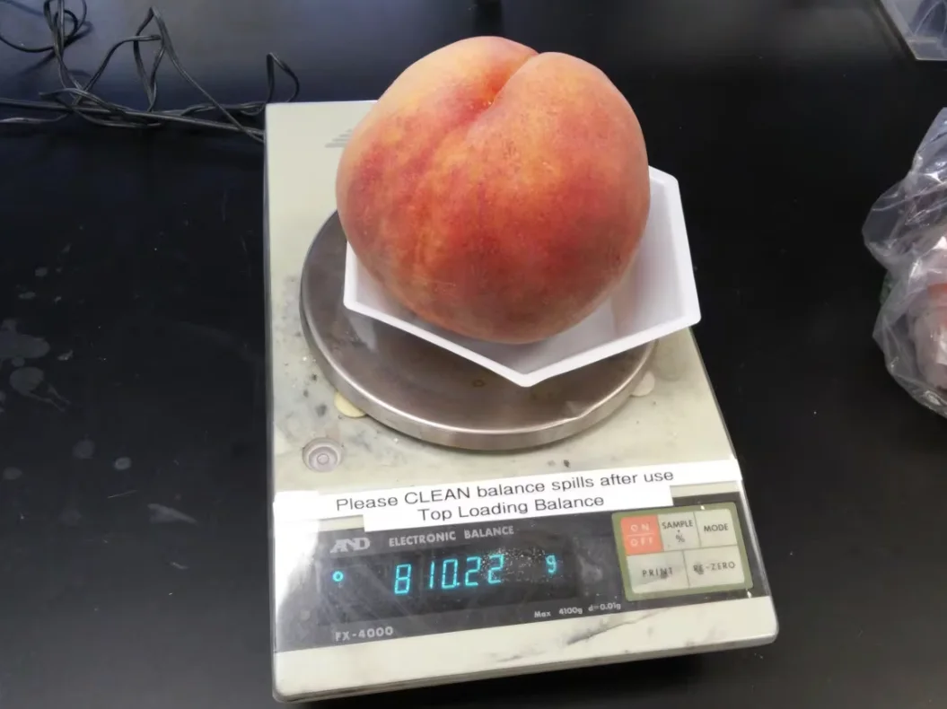 CBC: In 2016 a peach grown on what is now Jennifer Deol's Kelowna orchard set a record as the world's largest peach. (Adrian Nieoczym/CBC)