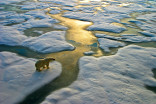 Most polar bears could be extinct by 2100 as the Arctic warms