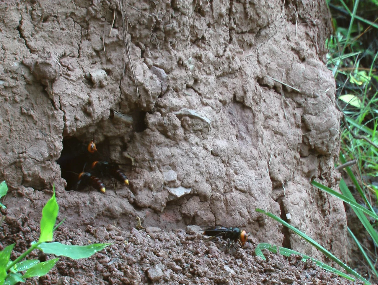 A nest entrance of Asian giant hornets in Kunming, China/Dong Shihao