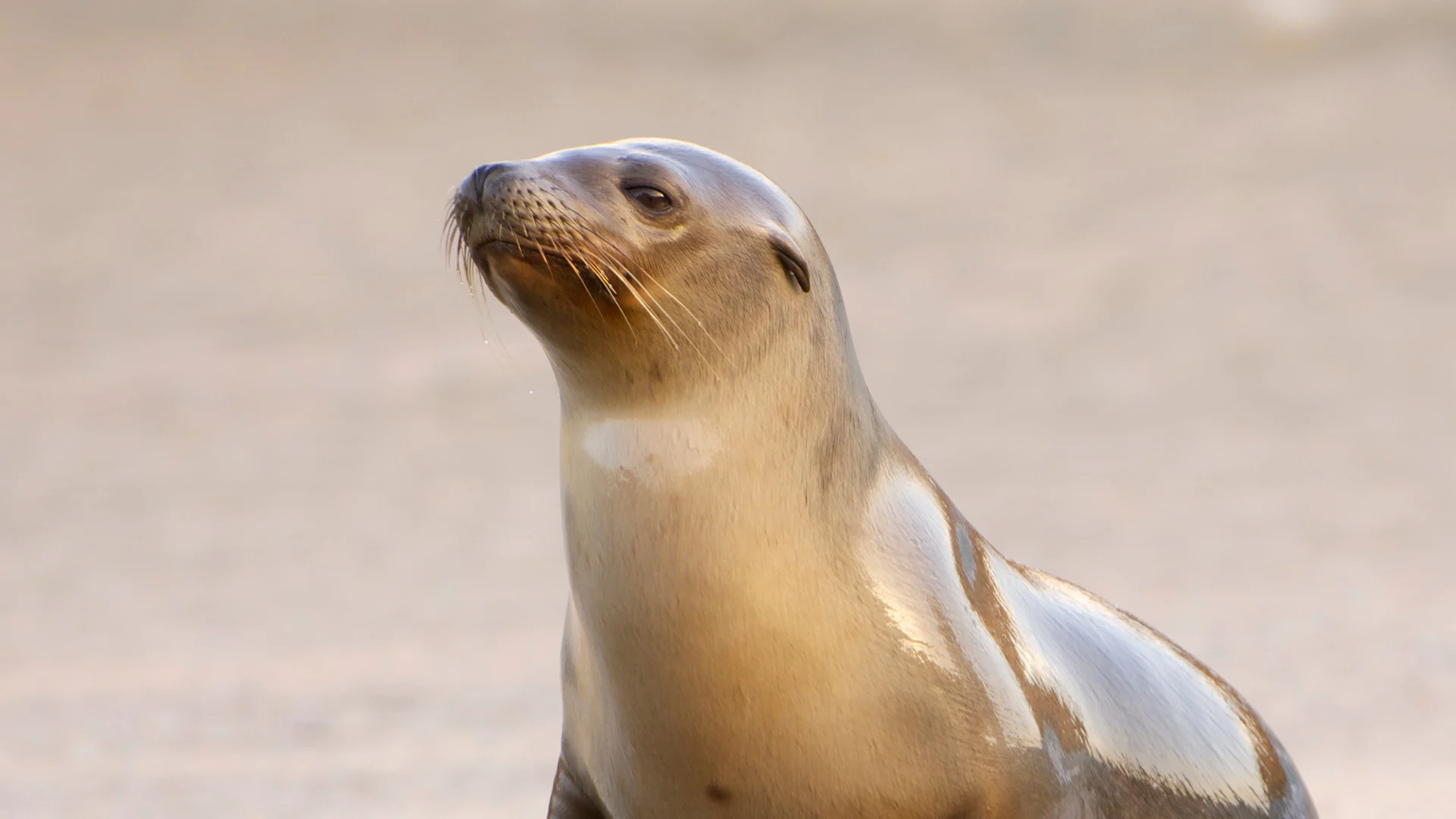 Toxic algae is causing normally gentle sea lions to become aggressive