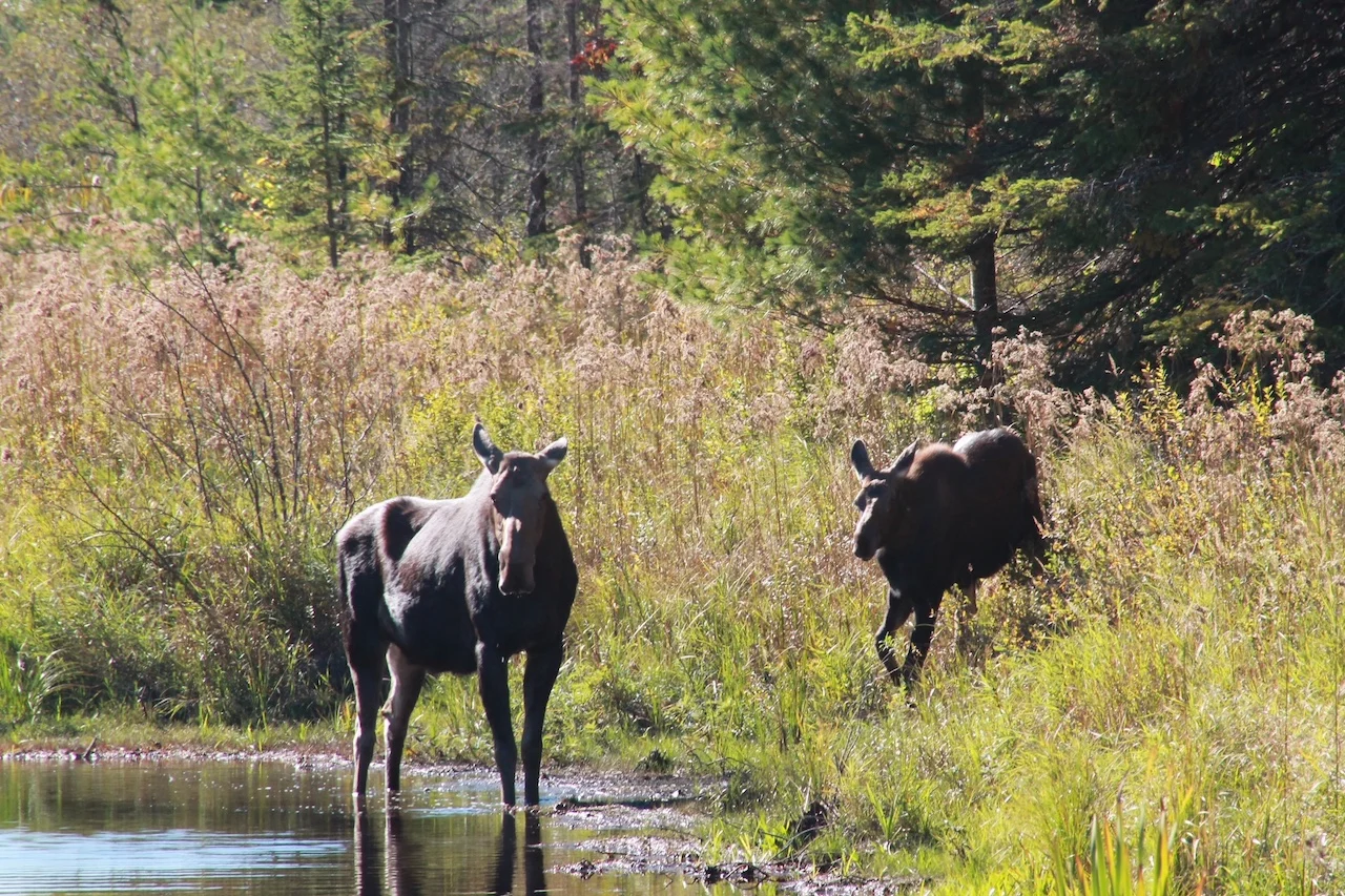 Moose/Submitted