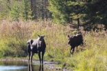 How and where to go on a safe quest to see wildlife in Canada 