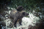 Certains facteurs peuvent dérégler l’hibernation des ours noirs