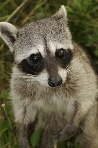 Cozumel Raccoon, Scott Camazine, Creative Commons