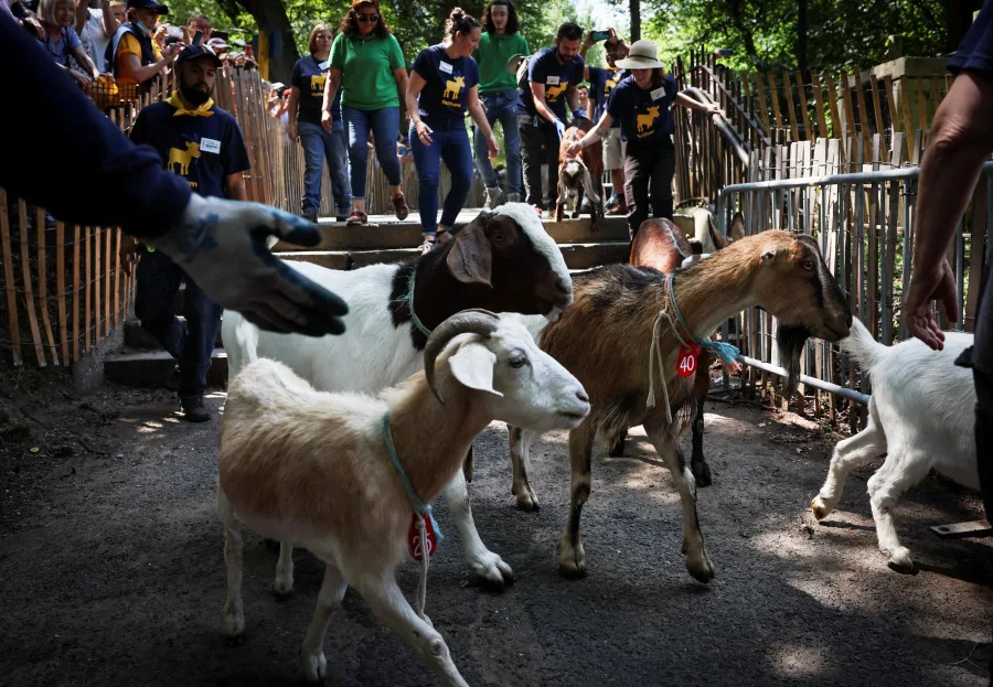 Goats released in New York City park to eat invasive weeds