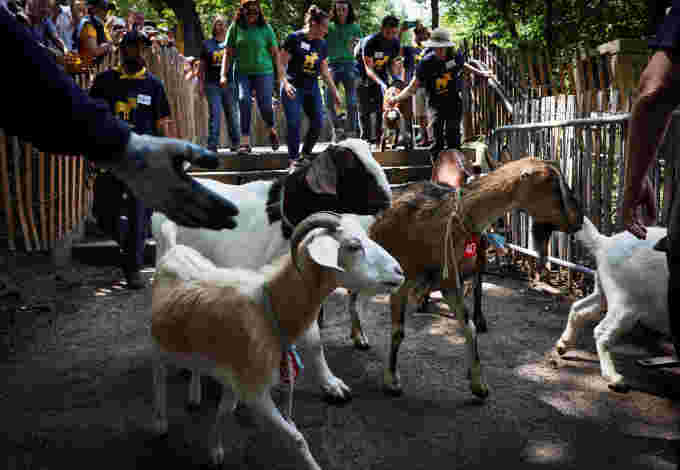 Handlers lead some two dozen goats from Green Goats farm in Rhinebeck, New York, as they are released into Riverside Park to eat invasive plants in Manhattan, New York City, US June 29, 2022. REUTERS/Mike Segar