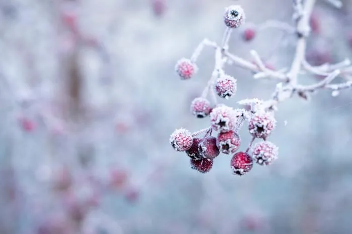 Un mois de janvier sans aucune vague de froid polaire au Québec