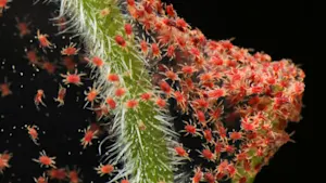 Those tiny red mites on your windows can clone themselves—read