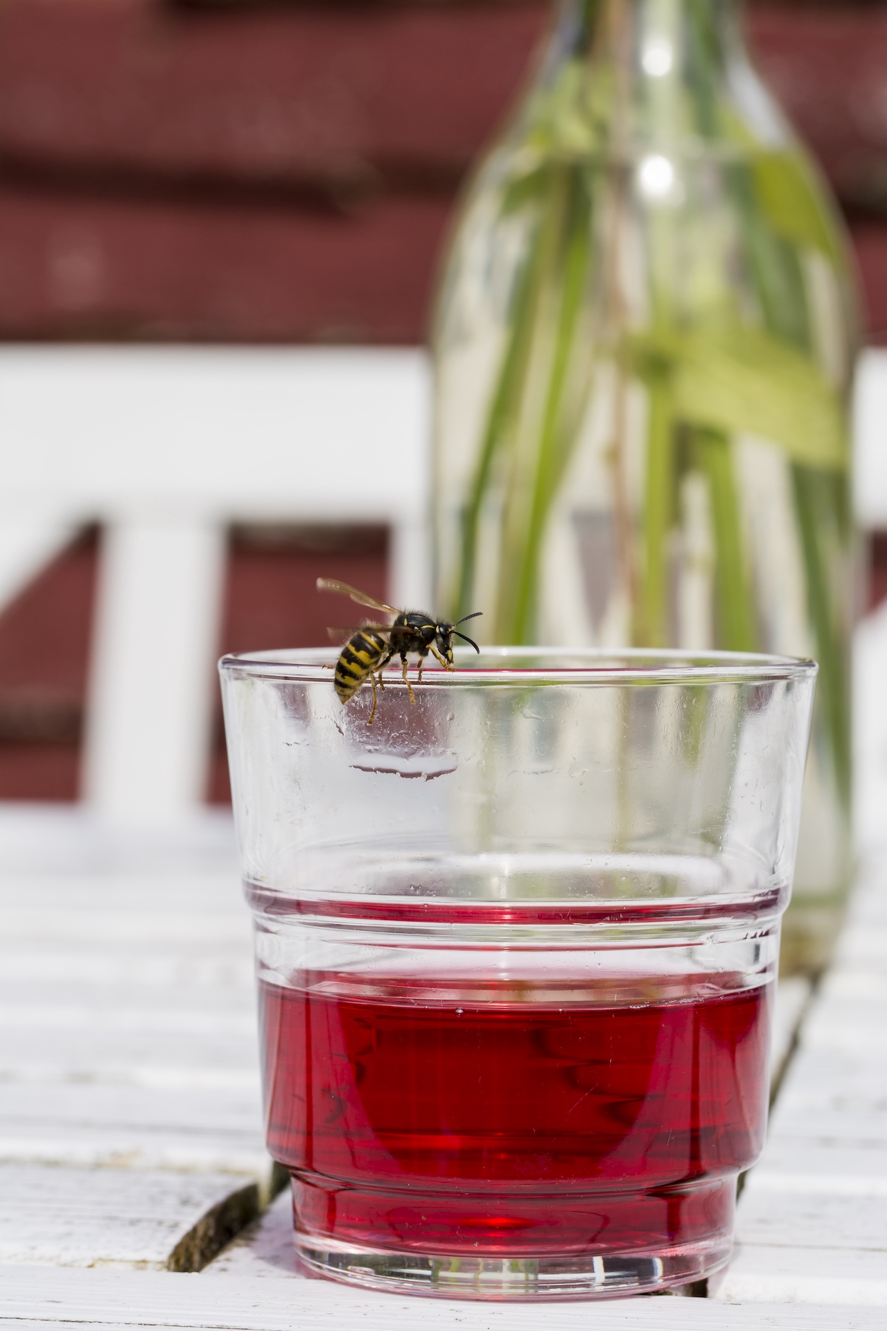 Wasp in a drink/Getty Images- 1178780404